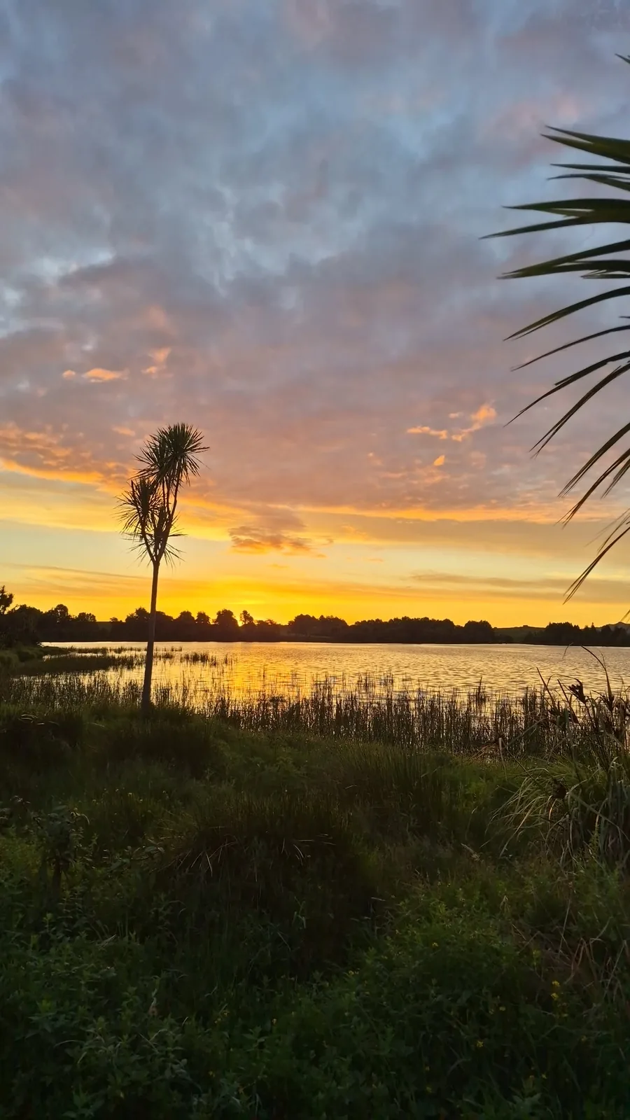 Sunset over Lake D Kainui with reeds and cabbage trees