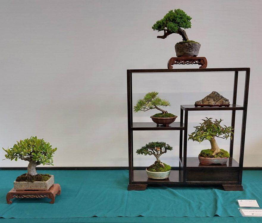 Carefully shaped bonsai tree featured in the Hamilton Bonsai Show guide
